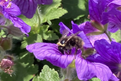 Red-tailed bumblebee by Lynne Bardell