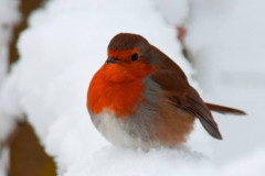 Robin in the snow by Julie Upson