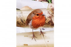 Robin by Alison Mosson