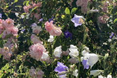 Roses and campanula by Lynne Bardell
