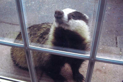 Badger by S Paterson