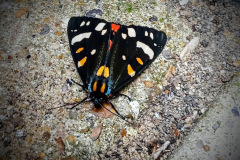 Scarlet tiger moth by Moira Masson