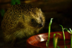 Hedgehog drinking by Julia Moyse