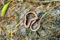 Slow worm by Moira Masson