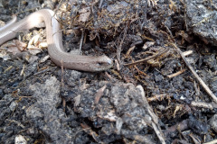 Slow worm by Moira Masson