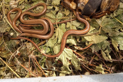 Slow worms by Moira Masson