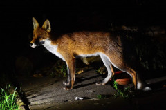 Smiling fox by Julia Moyse