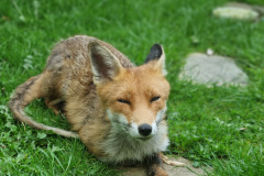 Smiling fox by Kristen Dorcey-Joyce