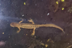 Smooth newt by Alison Mosson