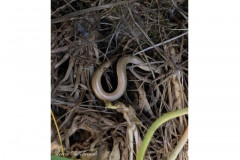 Slow worm by Kerrie Hillebrandt