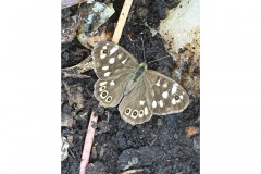 Speckled wood by Stecey Reffin
