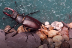 Stag beetle by John Watts