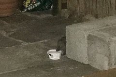Hedgehog drinking by Tessa Shipley