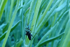 Thick legged flower beetle by Moira Masson