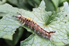 Vapourer caterpillar by John Watts