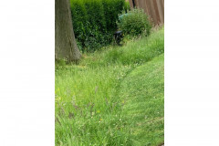 Wild grass by Paul Rea