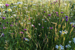 Wildflowers by James Eaton-Brown