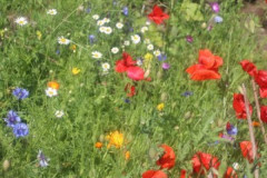 Wildflowers by Rachel Pool