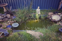 Wildlife pond by Nikki Cartlidge