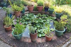 Pond by Barbara Thomas