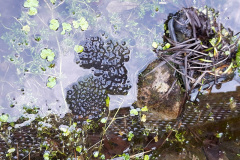 Frogspawn by Pam Coombes