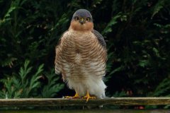 Sparrowhawk by Ann Chapman