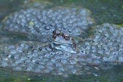 Frog and frogspawn by Ann Chapman