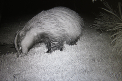 Badger by  Valerie and John Ledsome