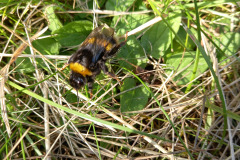 Buff-tailed bumblebee on grass by Christopher Hunter