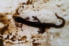 Newt by Cel Monks