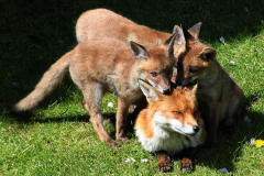 Fox and cubs by Stephen Almond