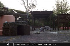 Grey squirrel by Grace Teeling