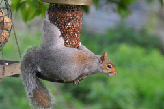 Grey squirrel by Susan M Brown
