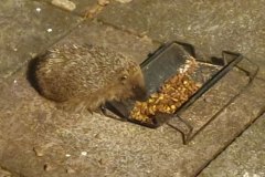 Hedgehog by Lisa Coleman