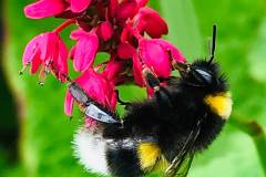 Bumblebee by Michelle Tighe