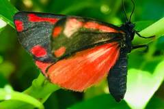 Cinnabar moth by Michelle Tighe