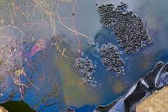 Frogspawn in pond by David Durant