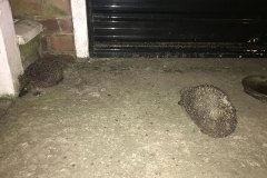 Two hedgehogs by Rebecca Nance