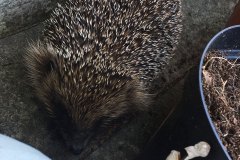 Hedgehog by Rebecca Nance