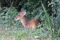 Muntjac deer by Richard Moss