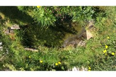 Garden pond by Sara Booth