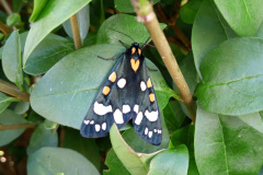 Scarlet tiger moth on leaf by Moira Masson