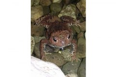 Toad by Stuart Moore