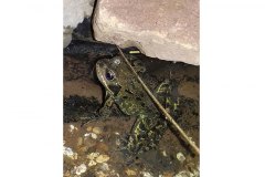 Frog by Stuart Moore