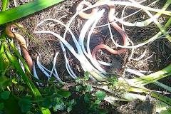 Slow worms by David Durant