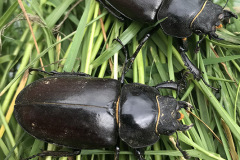 Female stag beetle by Paul Mellor