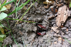 Male stag beetle emerging from the ground by Catherine Harris