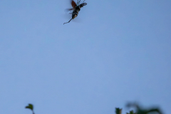 Male stag beetle in flight by John Combes