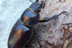 A female stag beetle by Lorraine Stafford