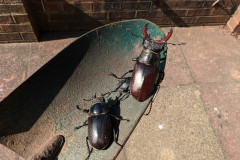 Male and female stag beetles by Matthew Forde